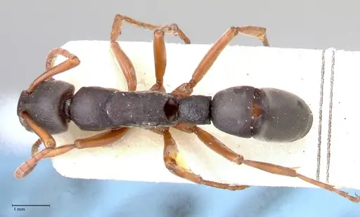 Platythyrea schultzei - FOCOL0845