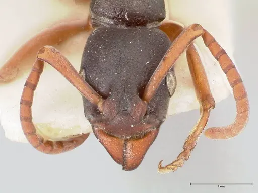 Platythyrea schultzei - FOCOL0845