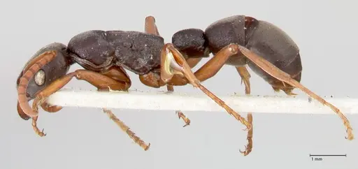 Platythyrea schultzei - FOCOL0845