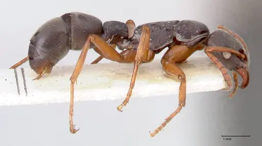 Platythyrea schultzei - FOCOL0845