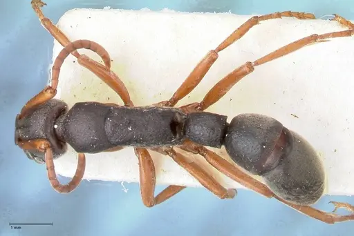 Platythyrea schultzei - FOCOL0846