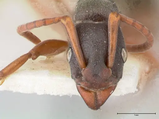 Platythyrea schultzei - FOCOL0846