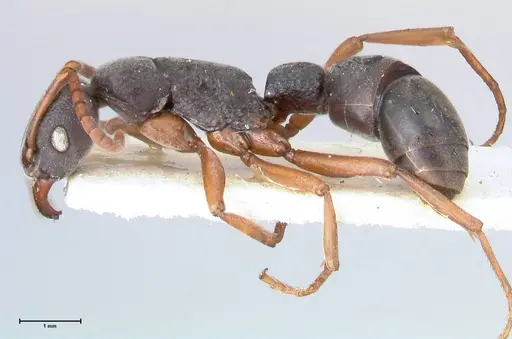 Platythyrea schultzei - FOCOL0846