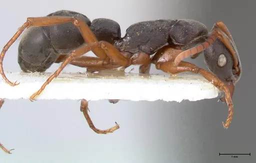 Platythyrea schultzei - FOCOL0846