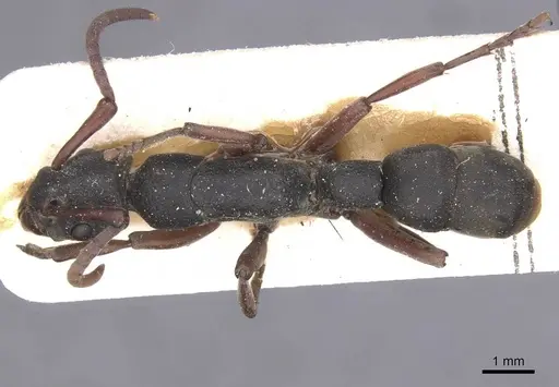 Platythyrea schultzei - RMCAENT000017720