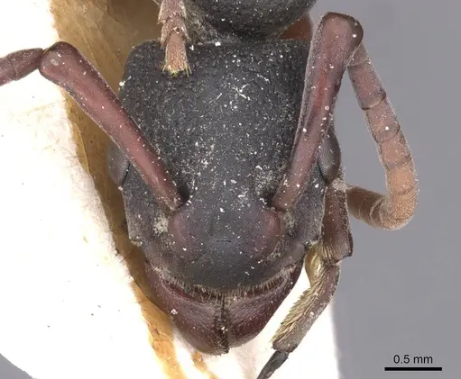 Platythyrea schultzei - RMCAENT000017720