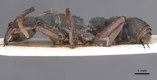 Platythyrea schultzei - RMCAENT000017720