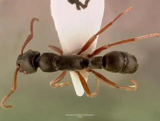 Platythyrea schultzei - SAM-HYM-C008343A