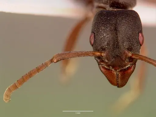 Platythyrea schultzei - SAM-HYM-C008343A