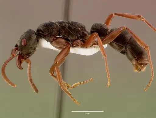 Platythyrea schultzei - SAM-HYM-C008343A