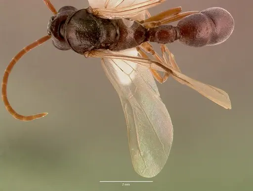 Platythyrea schultzei - SAM-HYM-C008351A