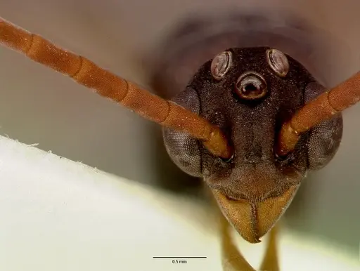 Platythyrea schultzei - SAM-HYM-C008351A