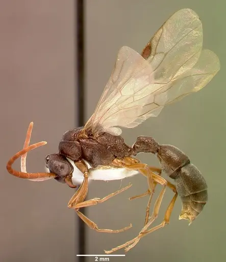 Platythyrea schultzei - SAM-HYM-C008351A