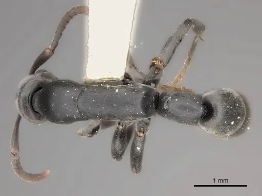 Platythyrea sinuata specimen