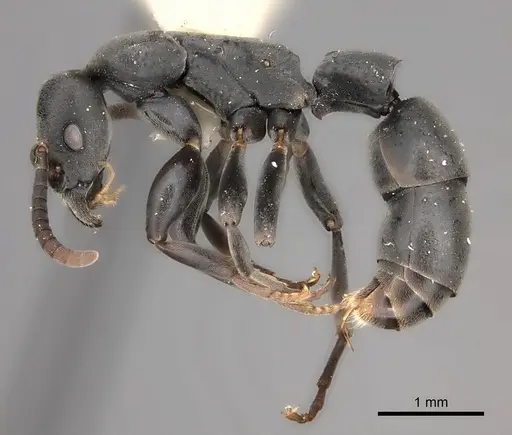 Platythyrea sinuata specimen