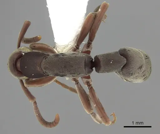 Platythyrea sinuata - CASENT0260485