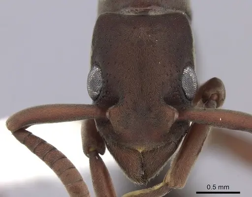 Platythyrea sinuata - CASENT0260485