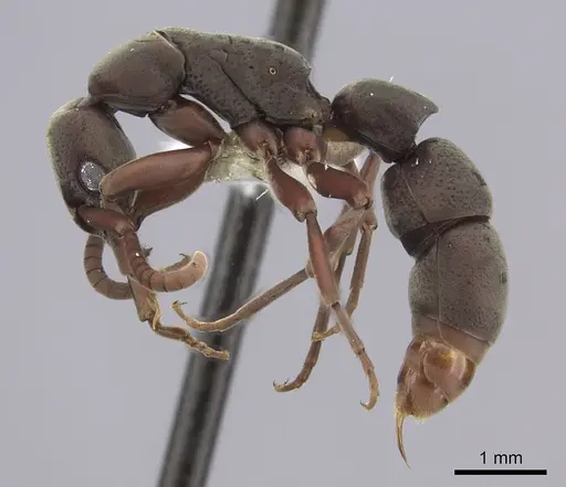 Platythyrea sinuata - CASENT0260485