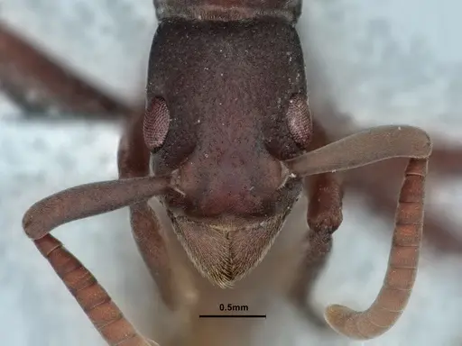 Platythyrea sinuata - CASENT0882098