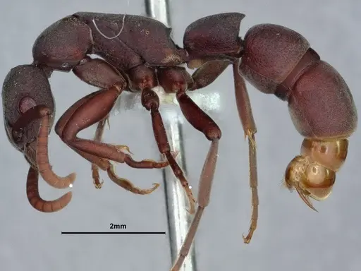 Platythyrea sinuata - CASENT0882098