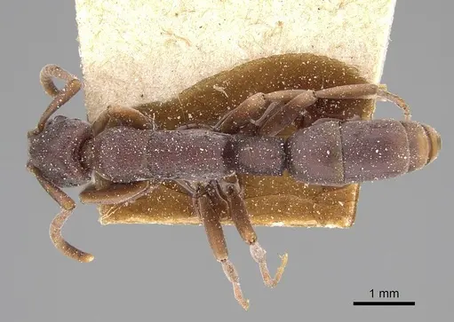 Platythyrea sinuata - CASENT0922389