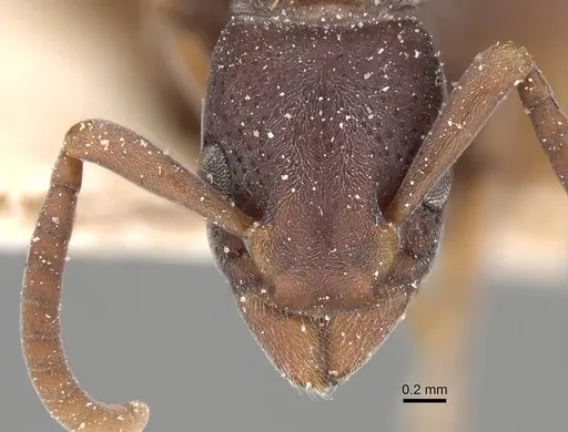 Platythyrea sinuata - CASENT0922389