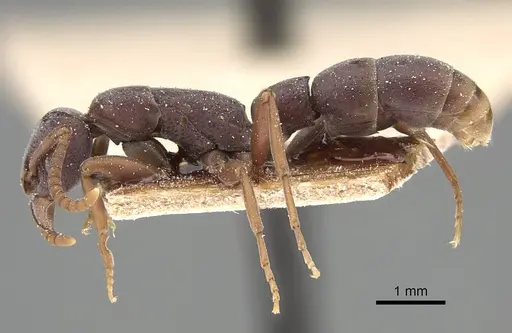 Platythyrea sinuata - CASENT0922389