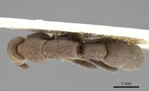 Platythyrea sinuata - CASENT0922390