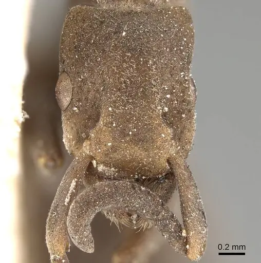 Platythyrea sinuata - CASENT0922390