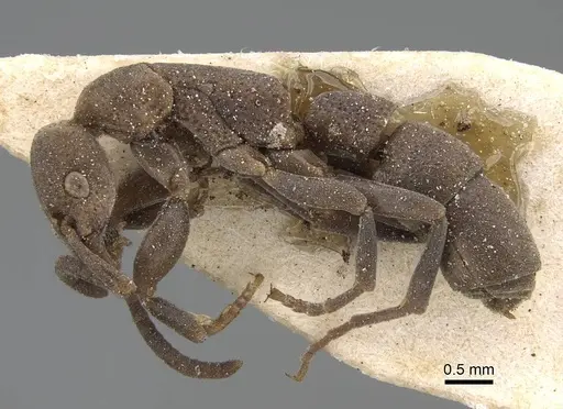 Platythyrea sinuata - CASENT0922390