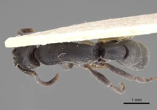 Platythyrea sinuata - CASENT0922397