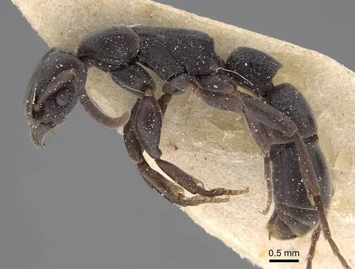 Platythyrea sinuata - CASENT0922397