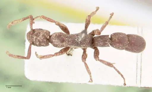 Platythyrea sinuata - FOCOL0855