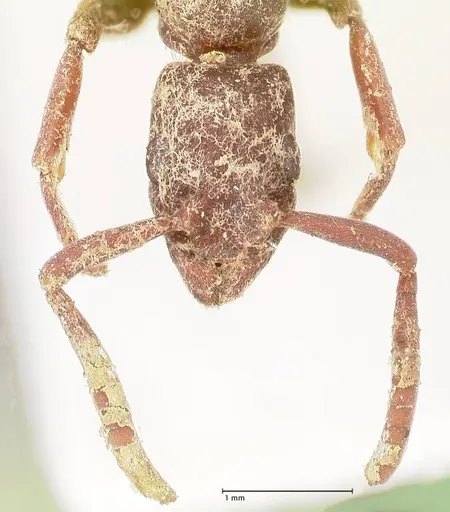 Platythyrea sinuata - FOCOL0855