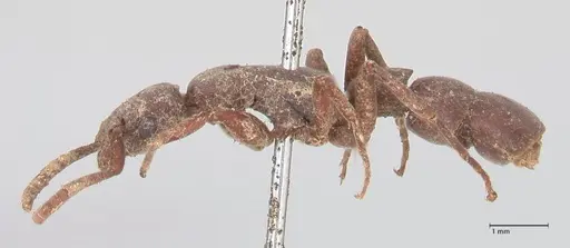 Platythyrea sinuata - FOCOL0855