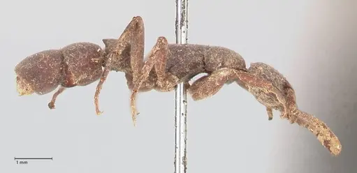 Platythyrea sinuata - FOCOL0855