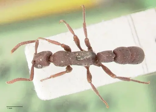 Platythyrea sinuata - FOCOL0856