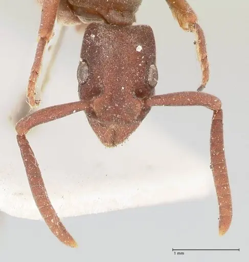 Platythyrea sinuata - FOCOL0856