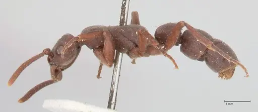 Platythyrea sinuata - FOCOL0856