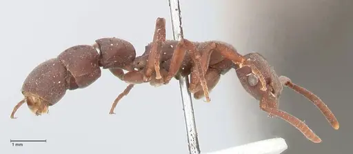 Platythyrea sinuata - FOCOL0856