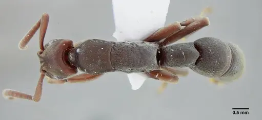 Platythyrea sinuata - UFV-LABECOL-001205