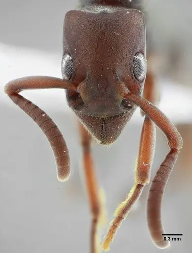 Platythyrea sinuata - UFV-LABECOL-001205