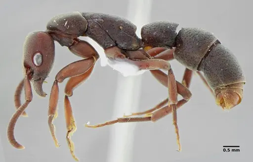 Platythyrea sinuata - UFV-LABECOL-001205