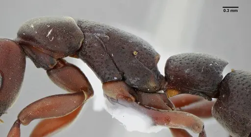 Platythyrea sinuata - UFV-LABECOL-001205