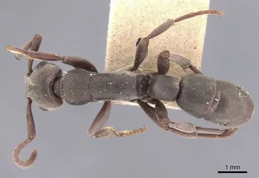 Platythyrea strenua specimen