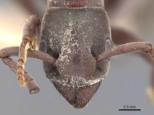 Platythyrea strenua specimen