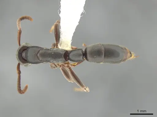 Platythyrea tenuis specimen