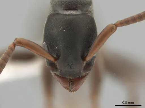 Platythyrea tenuis specimen