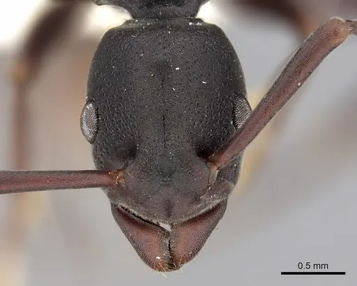 Platythyrea tricuspidata specimen