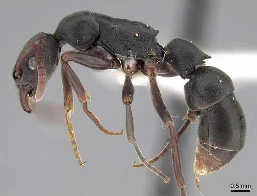 Platythyrea tricuspidata specimen